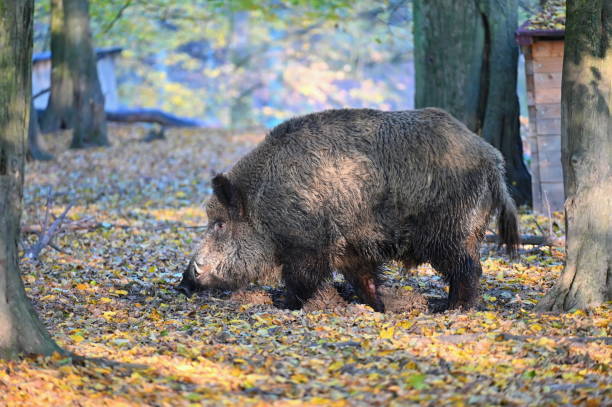 istock Wild boars in nature. Beautiful concept for animals and nature. 2206479093