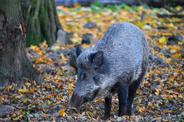 istock Wild boars in nature. Beautiful concept for animals and nature. 2206479097