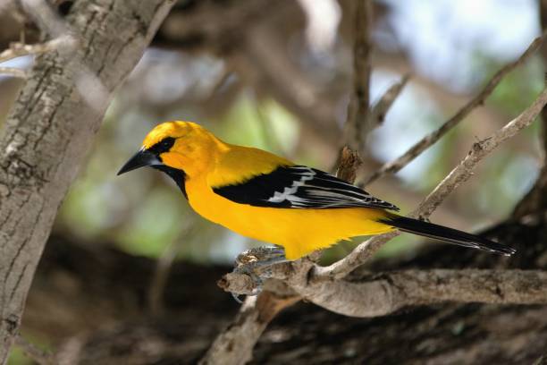 istock The Yellow Oriole, (Icterus nigrogularis), Bonaire, Caribbean Netherlands 2206479654
