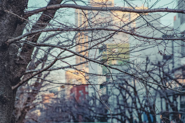 istock Winter feels in Meguro River Tokyo Japan. 2206479976