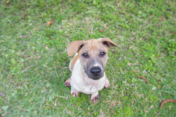 portrait of a dog staring