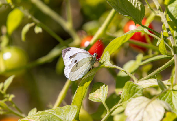Pieris rapae the small cabbage white butterfly on a tomato plant