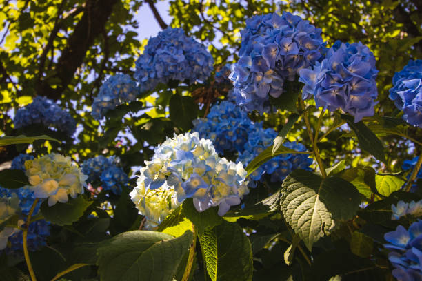 Blue hydrangea flowers in the garden on a sunny day