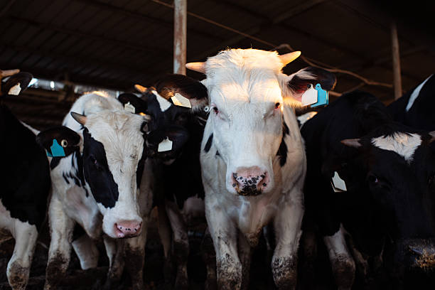 A group of Holstein cows stands closely together inside a barn, illuminated by early morning light. The white cow in the center, with pink around its eyes and a visible blue identification tag, gazes directly at the camera. Other cows with black-and-white markings surround it, some with tags in their ears. The image captures the calm atmosphere of dairy farming and the connection between livestock and their environment.