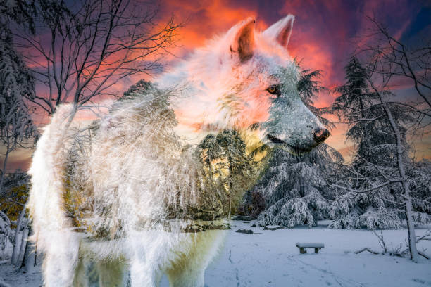 view of an arctic wolf in a winter setting