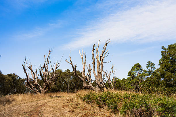 Small group of trees in a flat grassland. The picture is taken at Kalvebod Fælled - Kalvebod Commons, which is a nature area and public park close to the center of Copenhagen
