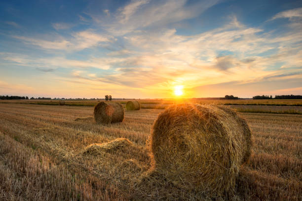 istock Beautiful summer sunrise over fields with hay bales 2206483312