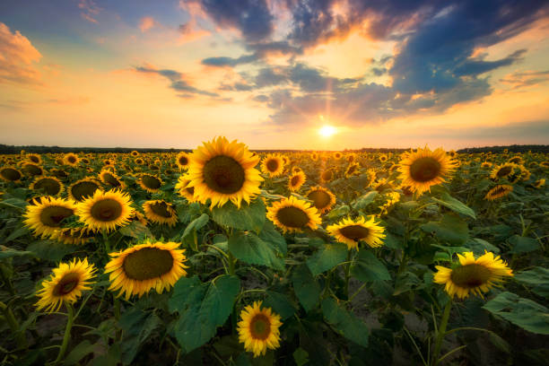 istock Beautiful sunset over sunflower field 2206483313