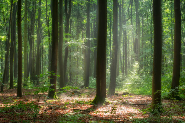 istock morning in the green forest 2206483316