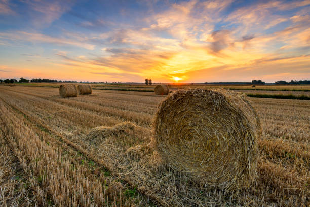 istock Beautiful summer sunrise over fields with hay bales 2206483317