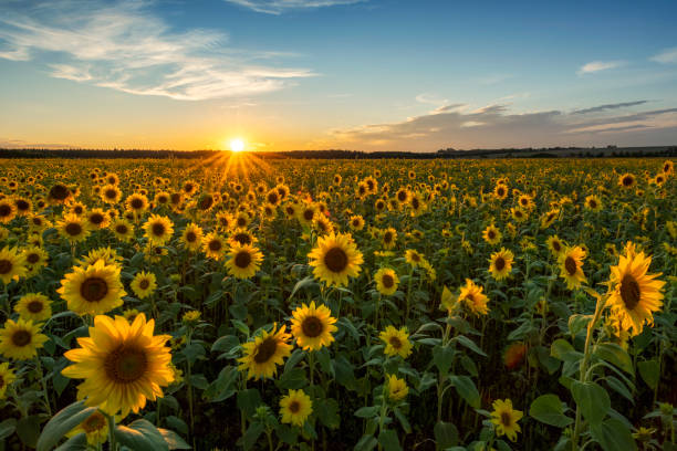 istock Beautiful sunset over sunflower field 2206483783