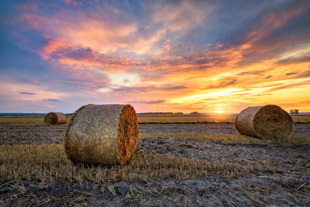 istock Beautiful summer sunrise over fields with hay bales 2206483820