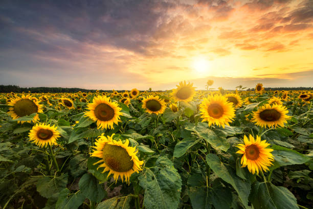 istock Beautiful sunset over sunflower field 2206483857