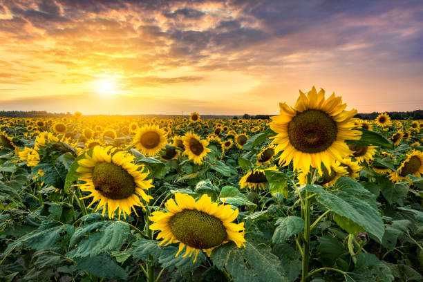 istock Beautiful sunset over sunflower field 2206483864