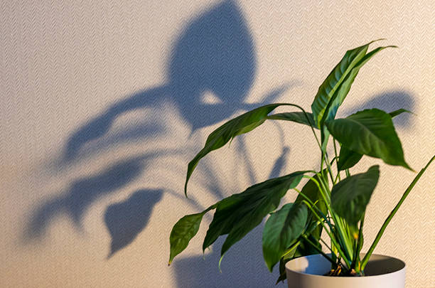 istock Indoor house plant casting shadow to the wall behind. Concept 2206483943