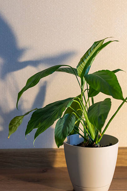istock Indoor house plant casting shadow to the wall behind. Concept 2206483990