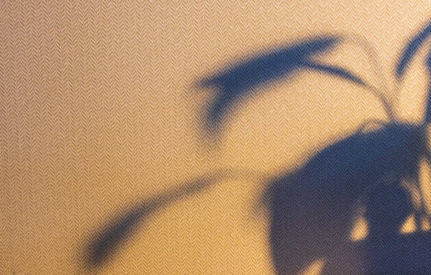 istock Indoor house plant casting shadow to the wall behind. Concept 2206484017