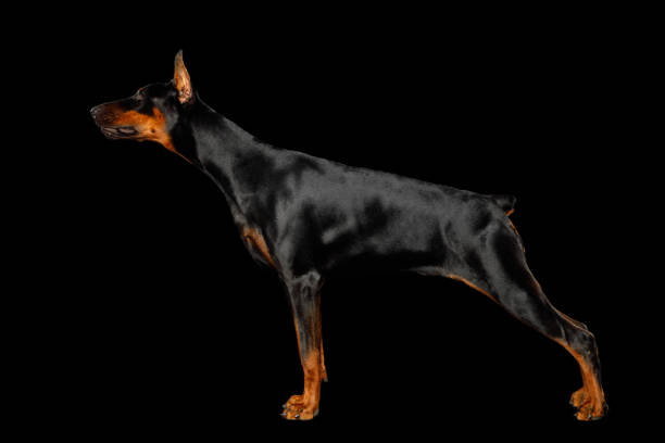 Doberman pinscher on white background, studio shot