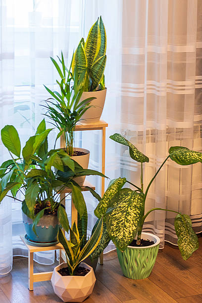 istock Various indoor plants on the decorative shelf. Interior 2206484108