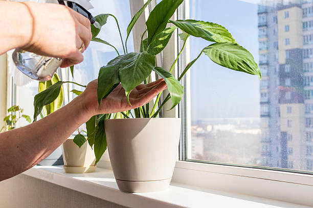 istock Man spraying indoor plants on the windowsill. Interior 2206484240