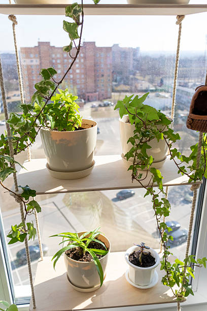 istock Various indoor plants on the windowsill in the apartment. Interior 2206484404