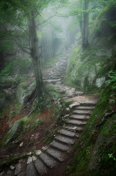 istock Beautiful foggy morning in magic forest 2206484527