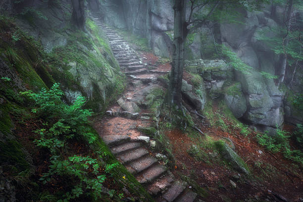 istock Beautiful foggy morning in magic forest 2206484548