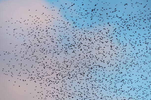 istock Amazing image of starling murmuration in flight during pastel colour Winter sunset evening 2206484743