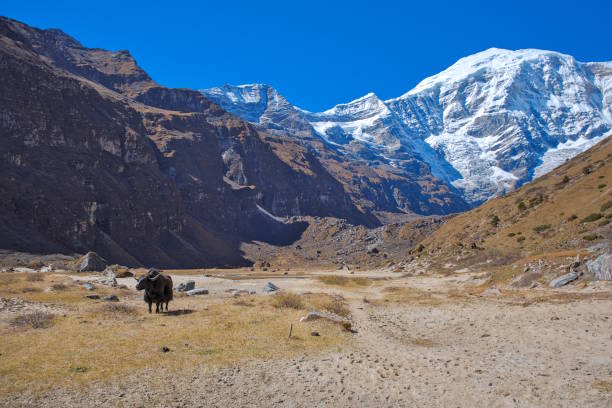 istock Lone Yak against the Mountain Jomolhari in Bhutan 2206486436