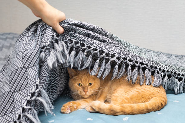 istock cute cat hides from everyone under the blanket 2206486831