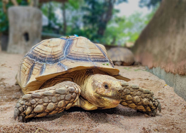 istock A close-up of a tortoise walking on sandy ground 2206488156