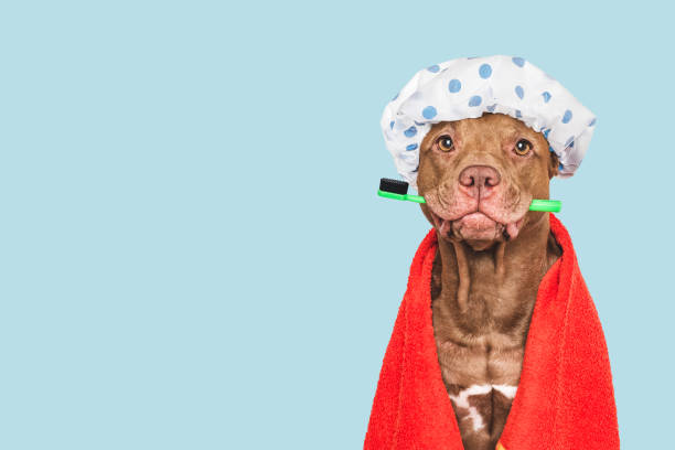 istock Cute dog, shower cap, toothbrush and towel 2206488705