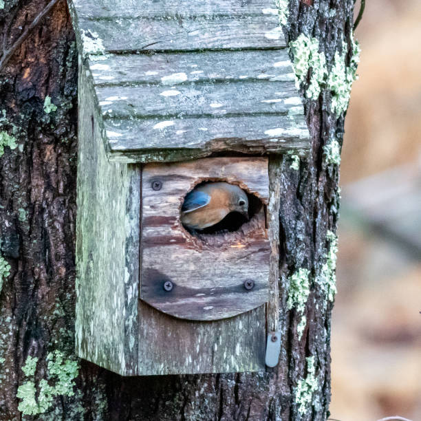 A female Bluebird tending to her birdhouse that is attached to a tree trunk.
