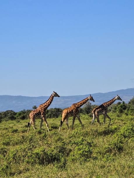 istock Giraffes walking in line in the savannah in Kenya 2206489093