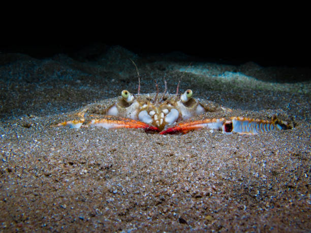 istock Swimming crab from Cyprus 2206489560