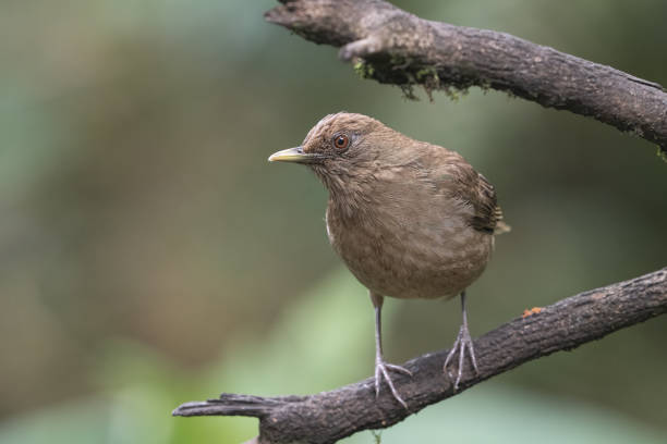 The mountain thrush (Turdus plebejus) is a large thrush which is found in Central America. Bird in the nature habitat, heavy rain. Birdwatching in Costa Rica. Wildlife scene from nature.