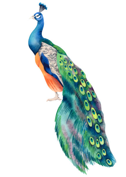istock Peacock is an exotic bird. Watercolor realistic hand-drawn illustration. A painting with a beautiful, vibrant Indian peacock on a white background. Clipart for Japanese interior decor. 2206491215