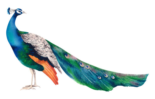 istock Peacock is an exotic bird. Watercolor realistic hand-drawn illustration. A painting with a beautiful, vibrant Indian peacock on a white background. Clipart for Japanese interior decor. 2206491256