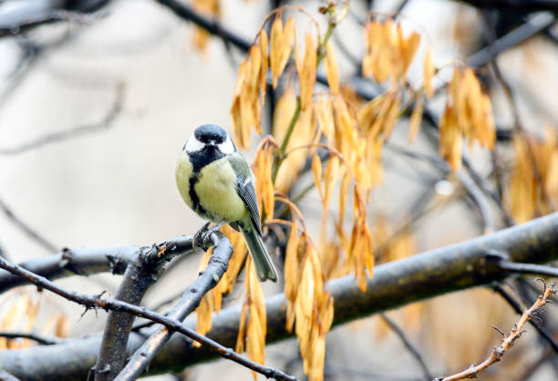Cute bird Great tit, songbird sitting on a branch