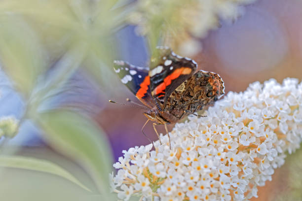 A red admiral butterfly perching on a white butterfly bush flower. Background blurred