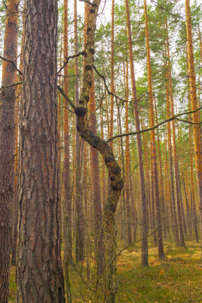 A vibrant spring forest with fresh green leaves and sunlight filtering through the trees, creating a serene and refreshing atmosphere.