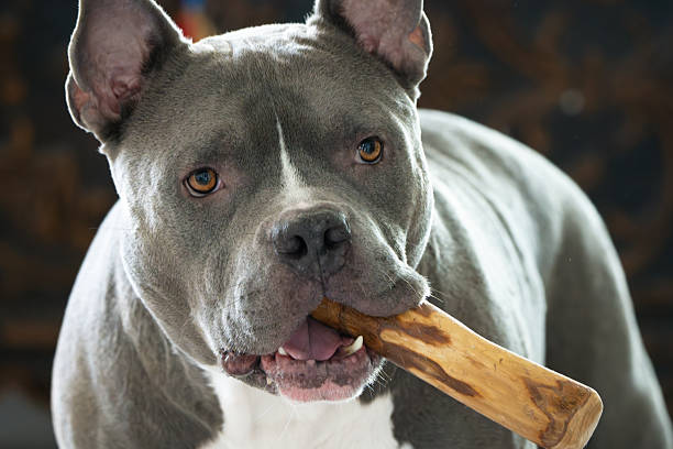 istock Purebred male American Bully dog 2206495263