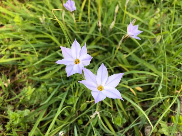 istock Candida flowering on the roadside 2206497008