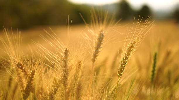 Summer wind on barley farm field under rocky mountain.