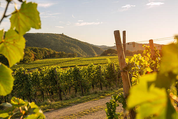 istock Dernau, Ahr, Rhineland-Palatinate, Germany 2206497413
