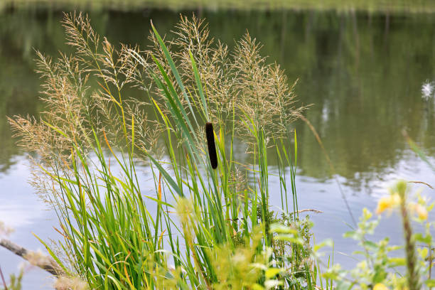 istock various grasses and cattails with seed heads on the Danube River in summer 2206498500