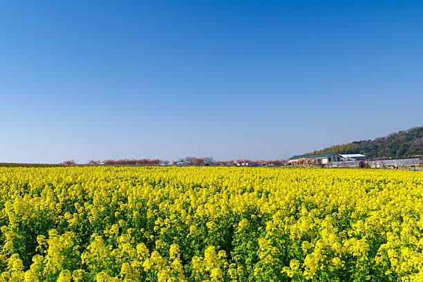 istock A field of rapeseed flowers in full bloom (Aichi Prefecture) 2206500288