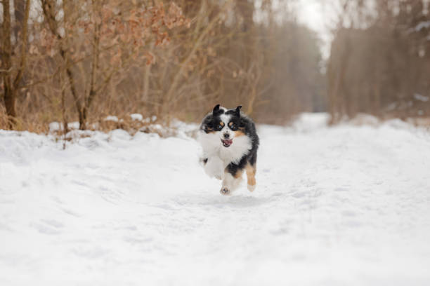 istock Miniature Australian Shepherd Running on Snowy Trail in Winter Forest 2206500729