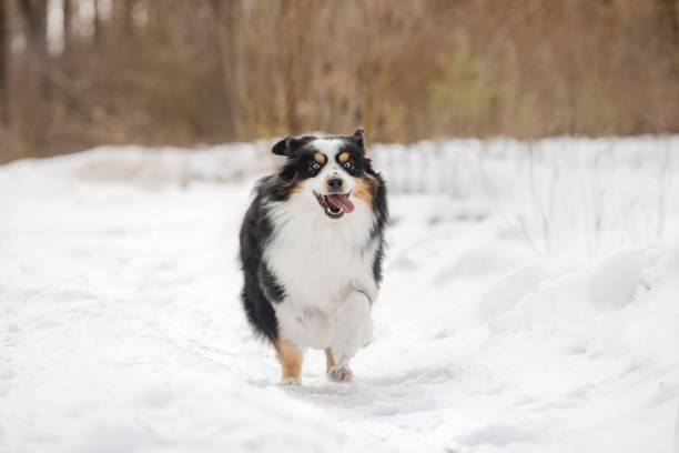 istock Miniature Australian Shepherd Running on Snowy Trail in Winter Forest 2206500733