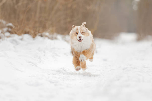 istock Red Merle Miniature Australian Shepherd Running Through Snow 2206500755